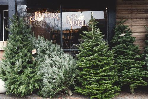 Nordmann Fir VS Noble Fir 【Christmas Tree】